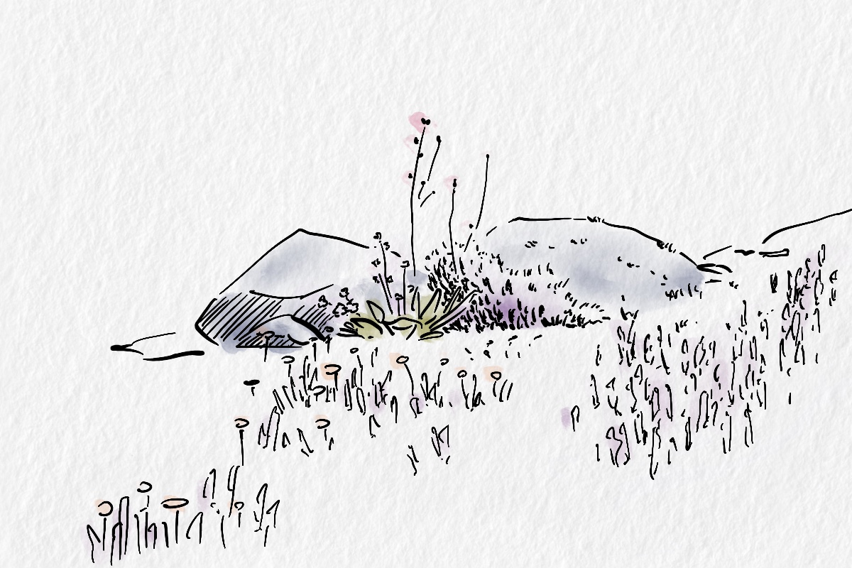 Digital drawing of stones and sparse vegetations with light hints of colour.